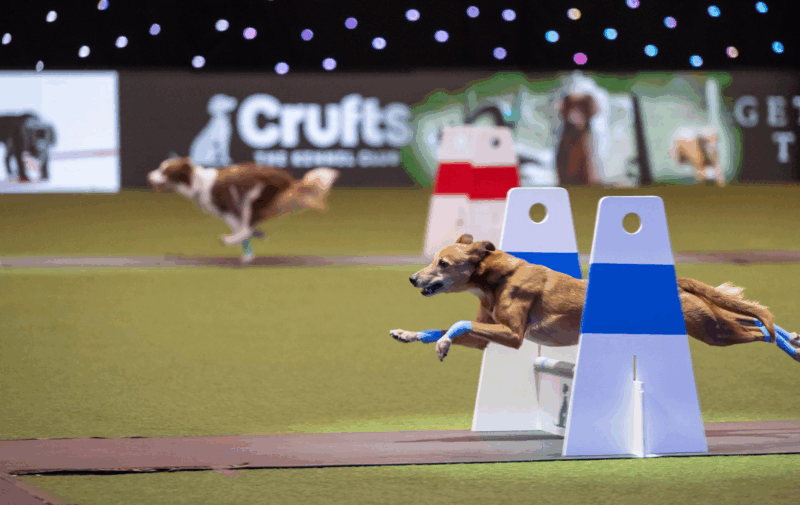 Crufts header image